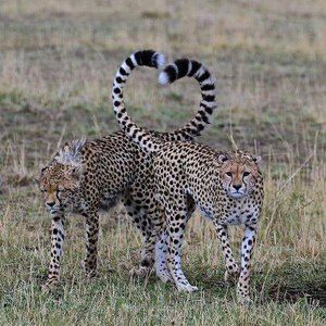 Meet your Posher, Adele